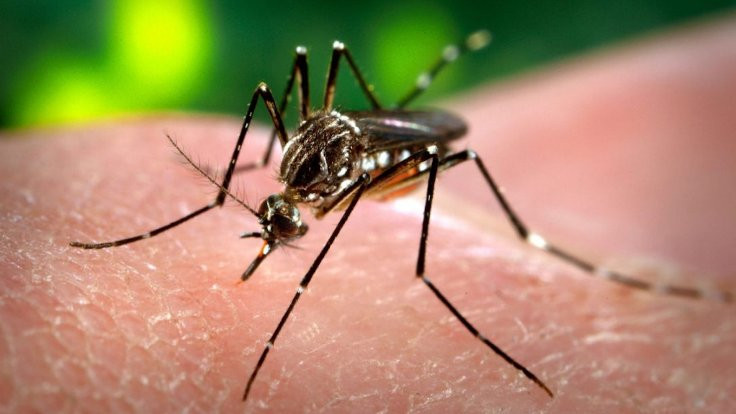 'Covid-19 sivrisinekler yoluyla bulaşamaz'