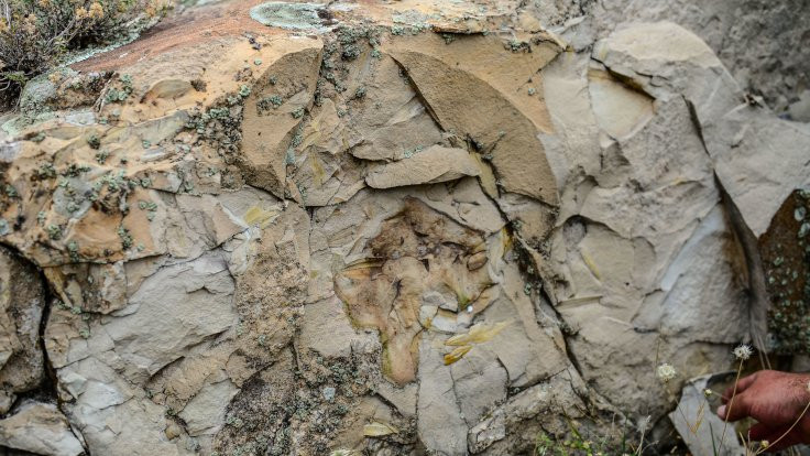 Palmiye fosilleri bulundu: Iğdır'ın denize kıyısı varmış - Sayfa 2