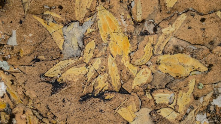 Iğdır'da palmiye fosili: Denize kıyısı varmış