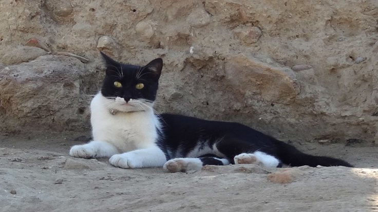 Kedi Mokali, kazı alanının maskotu oldu