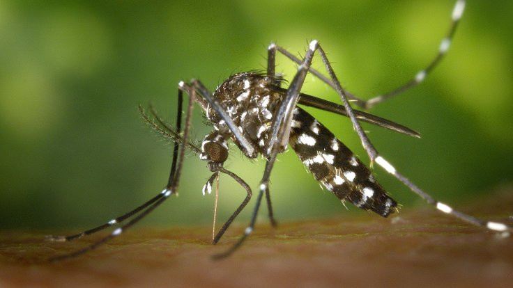 750 milyon sivrisinek ABD'de doğaya salınacak