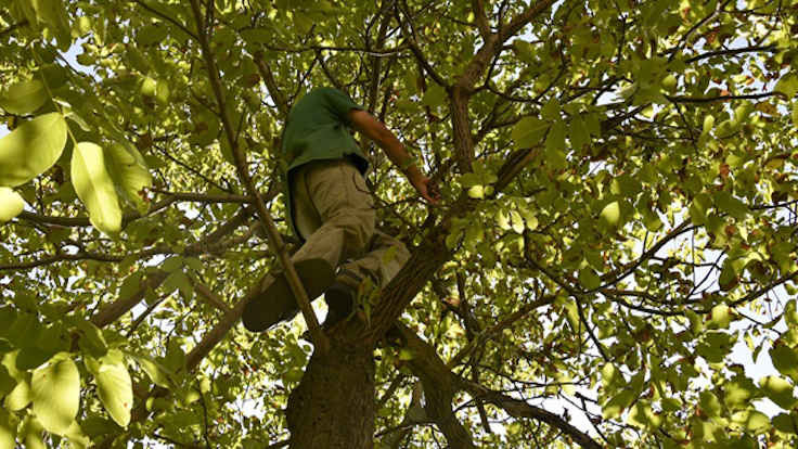 Kastamonu'da gündem: Ağaçtan düşme