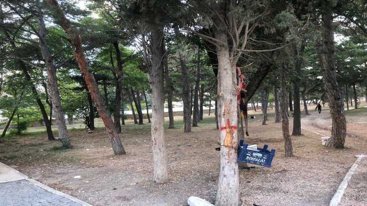 Ertuğrul Gazi'de ağaçlar için direniş