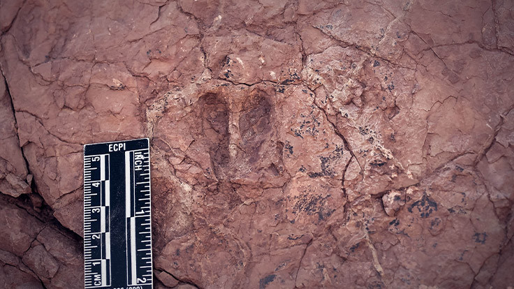 Sivas'ta 23-33 milyon yıllık fosil bulundu
