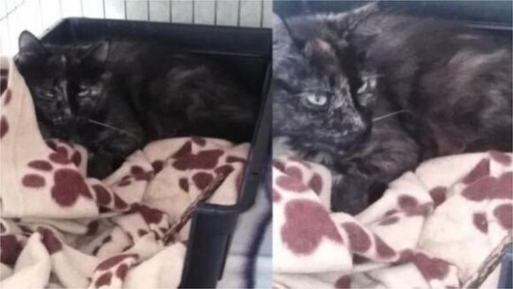 Hollanda'da kaybolan kedi iki yıl sonra Belçika'da bulundu