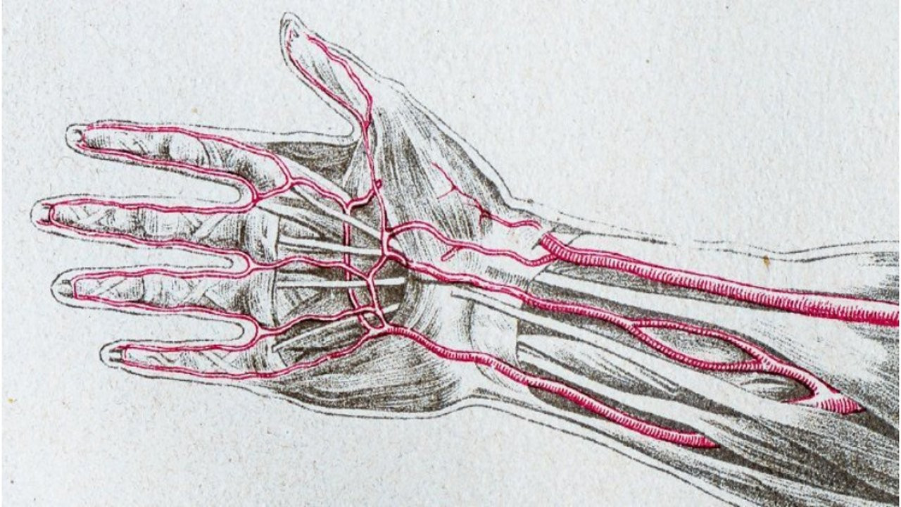 Araştırma: Evrim hızlanıyor, kollarımızda yeni bir damar oluşuyor