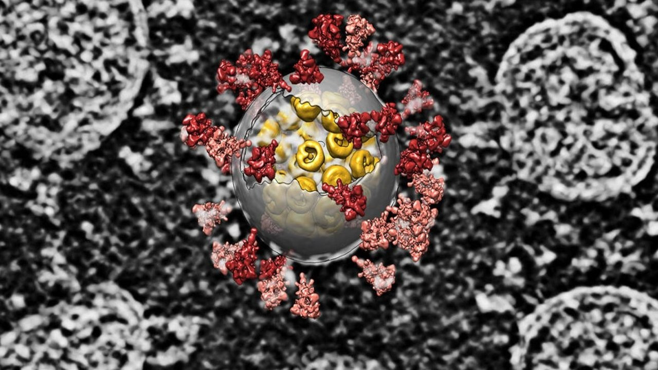 Mutasyon araştırması: Virüs daha bulaşıcı hale gelmedi
