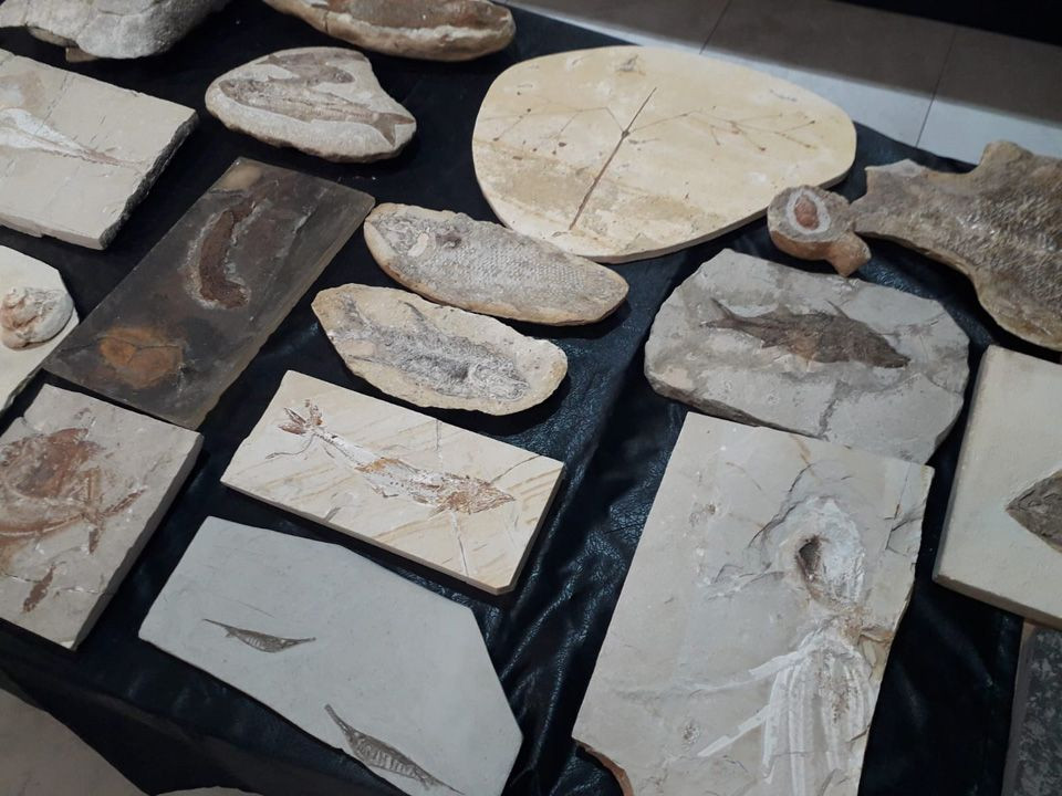 Polis: Oktar'ın evlerinden 879 fosil çıktı - Sayfa 2