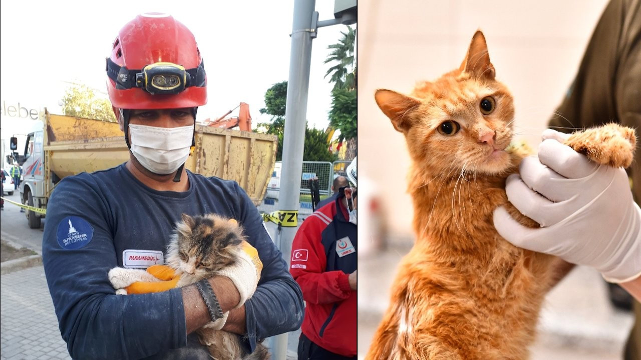 Depremzede 14 kedinin tedavisi sürüyor