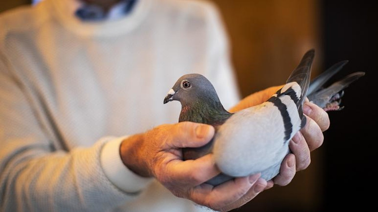 Belçika'da posta güvercini açık artırmada 1.6 milyon euro'ya satıldı