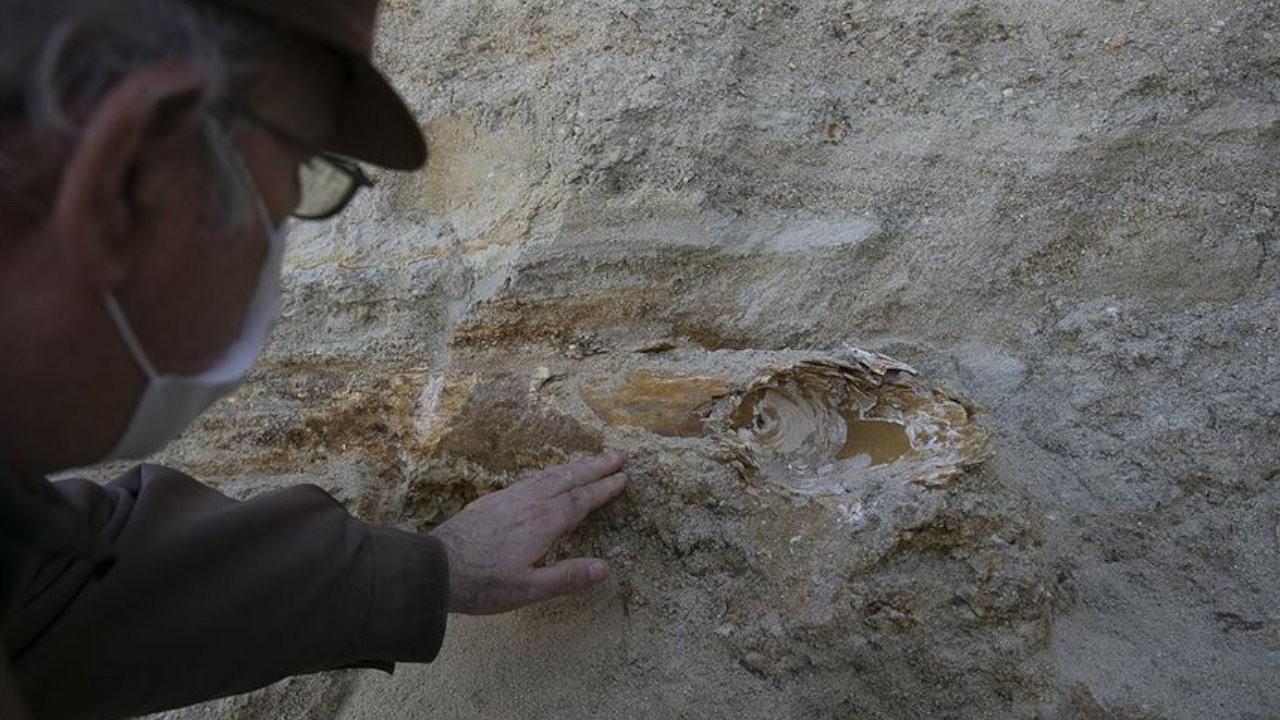 Edirne'de mamut fosili bulundu