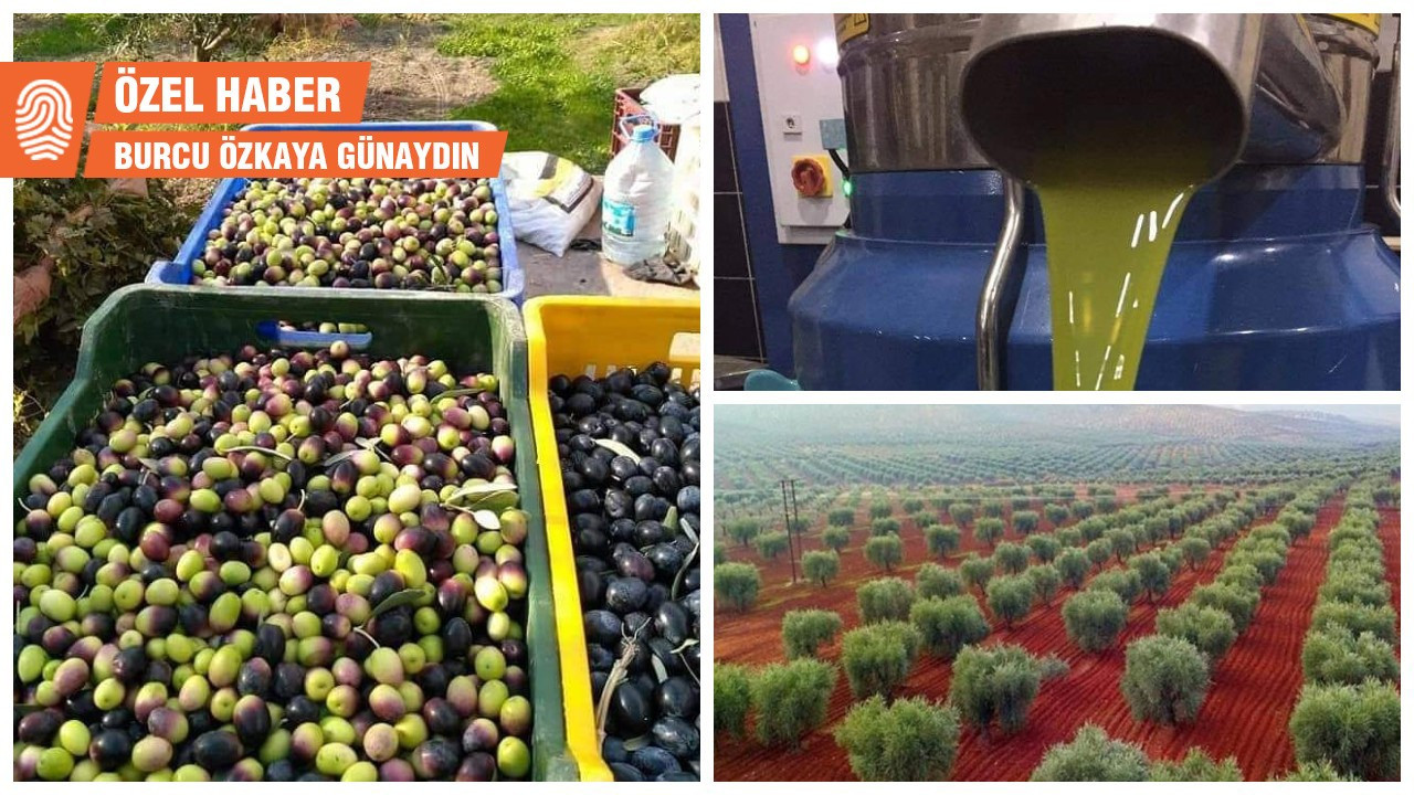 Afrin zeytinyağı iç piyasayı sarsıyor