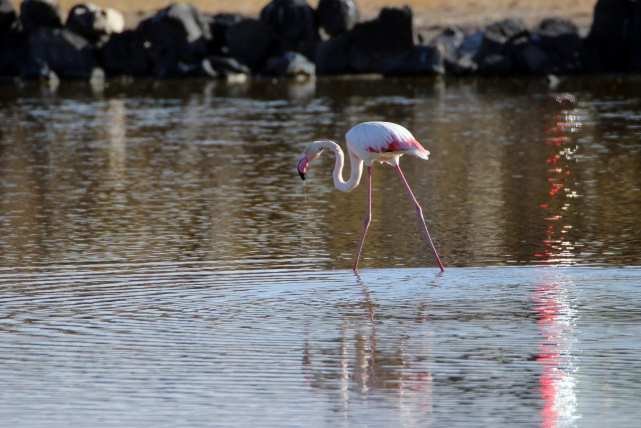 'Büyük flamingo' Ağrı Dağı'nda beslenirken görüntülendi - Sayfa 2