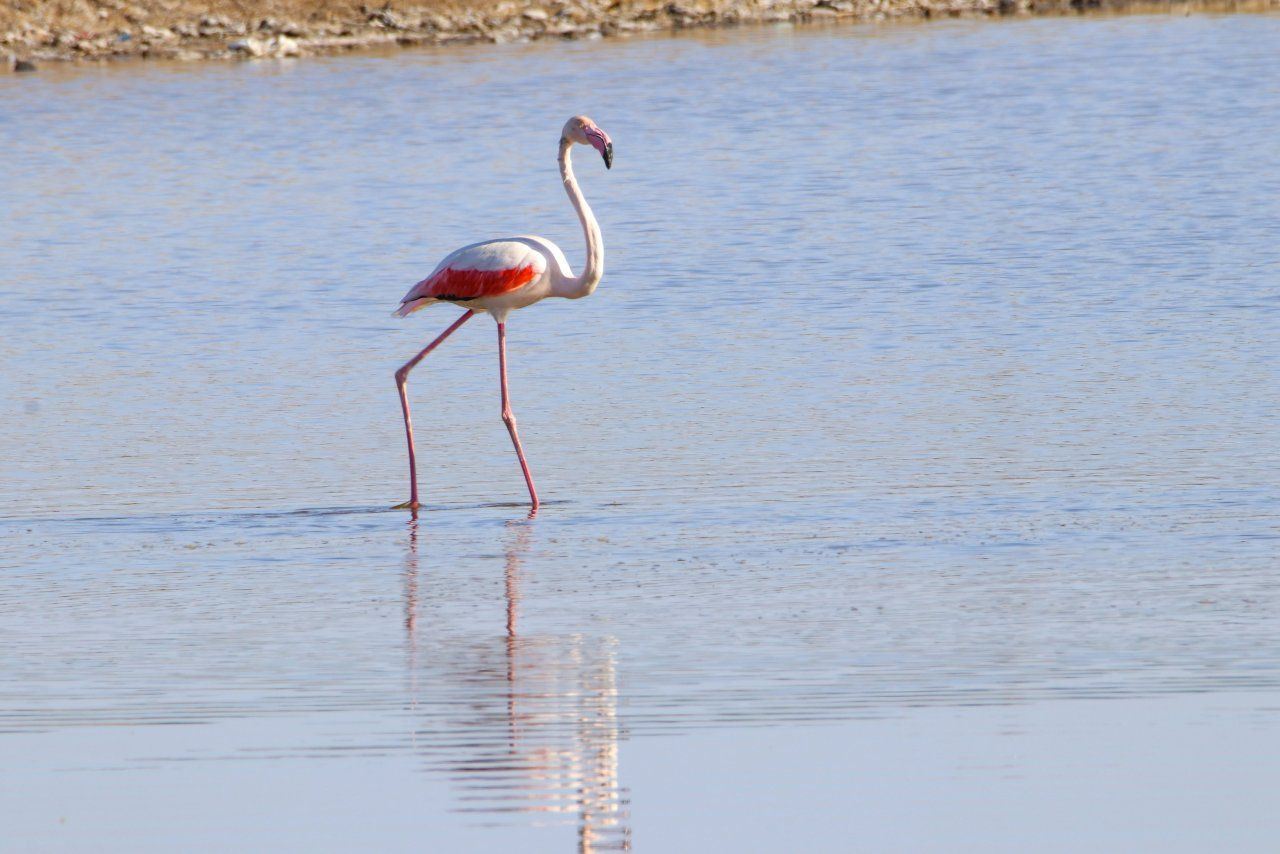 'Büyük flamingo' Ağrı Dağı'nda beslenirken görüntülendi - Sayfa 3
