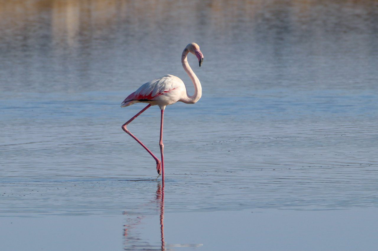 'Büyük flamingo' Ağrı Dağı'nda beslenirken görüntülendi - Sayfa 4
