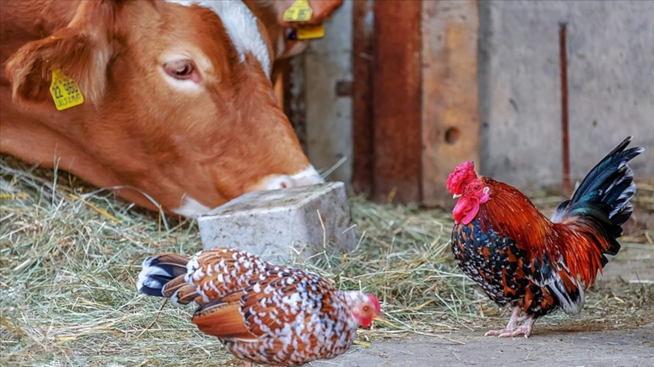 Dünya Hayvan Sağlığı Örgütü: Sığır ve kümes hayvanları korona yaymıyor