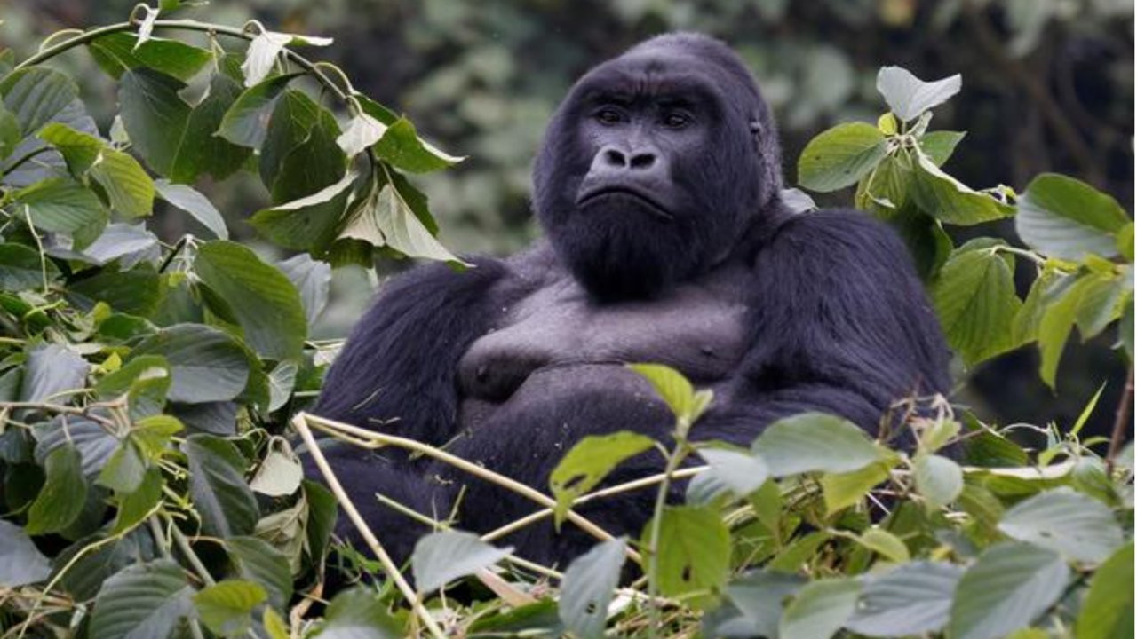 Korona virüsü ilk kez gorillerde de tespit edildi