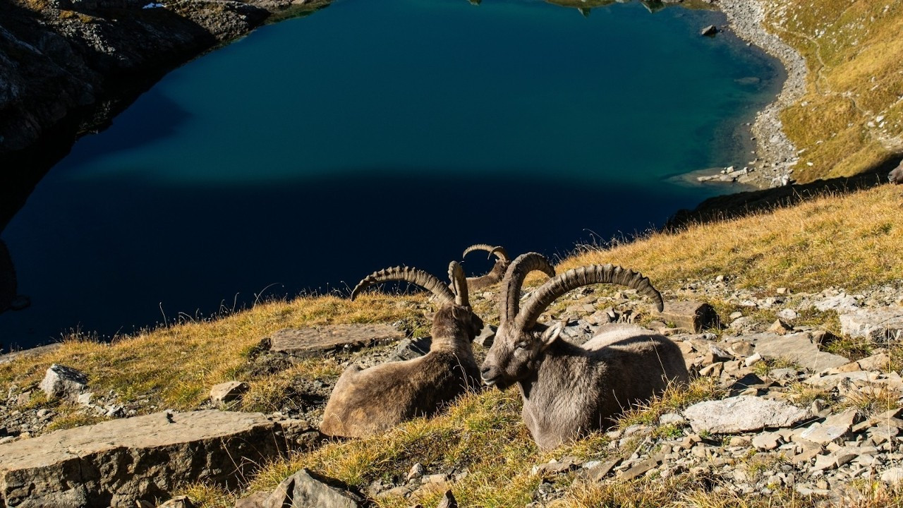 Adıyaman'da 16 yaban keçisinin avlanması için ihale düzenlenecek