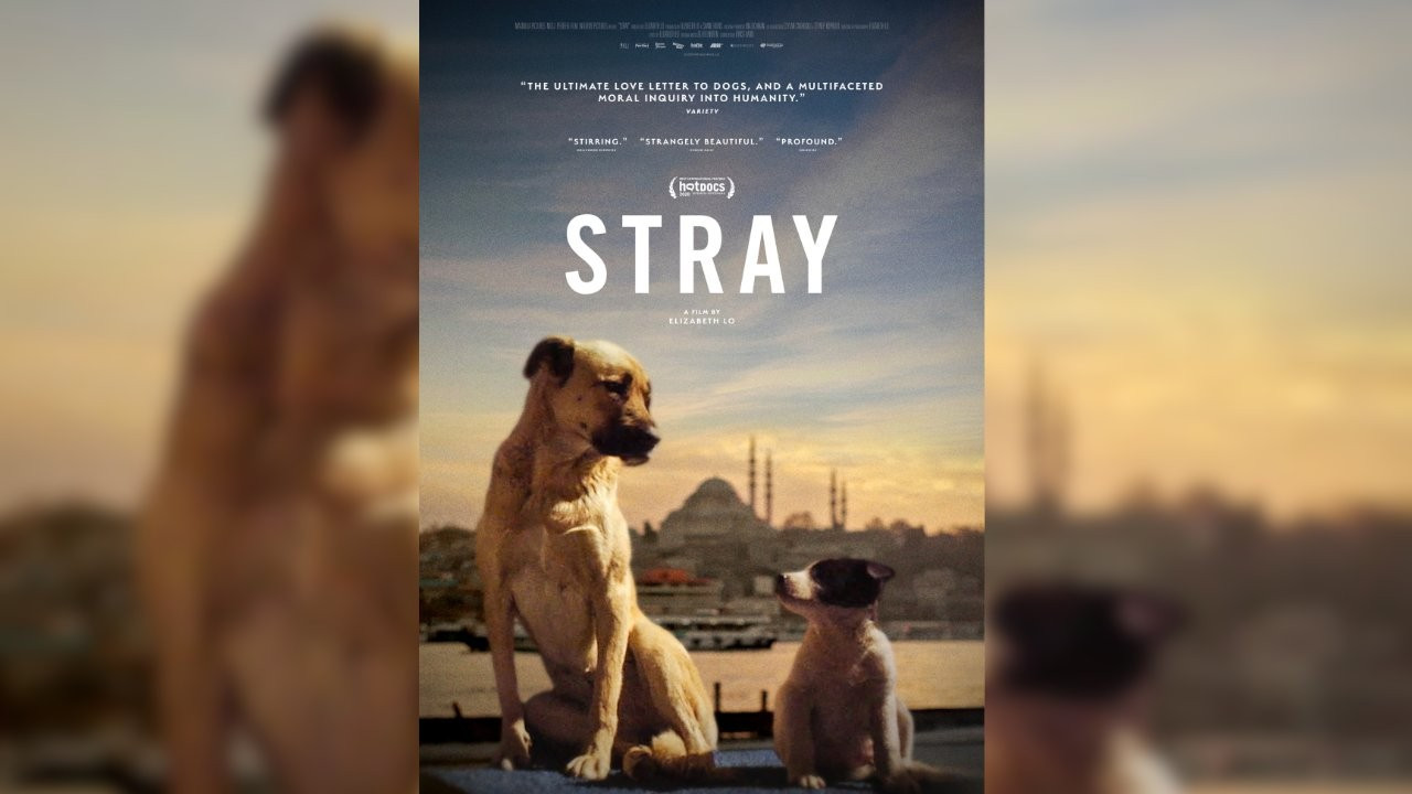 İstanbul’daki sokak köpeklerini takip eden Stray belgeselinden fragman