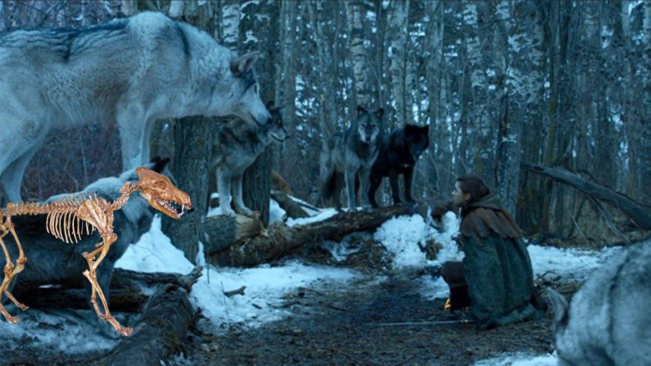 Bilim insanları açıkladı: Game Of Thrones'un 'ulu kurtları' kurt değilmiş