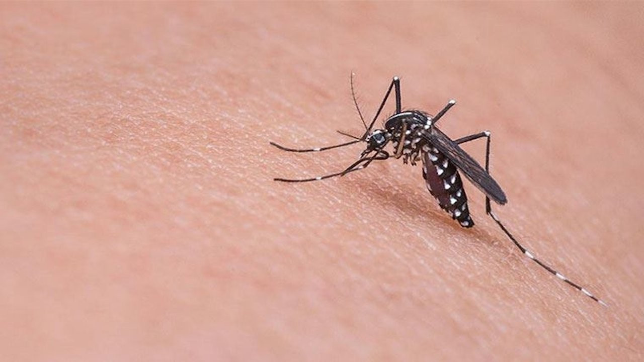 Sivrisineğin koklama duyusuyla kanser dedektörü geliştirildi
