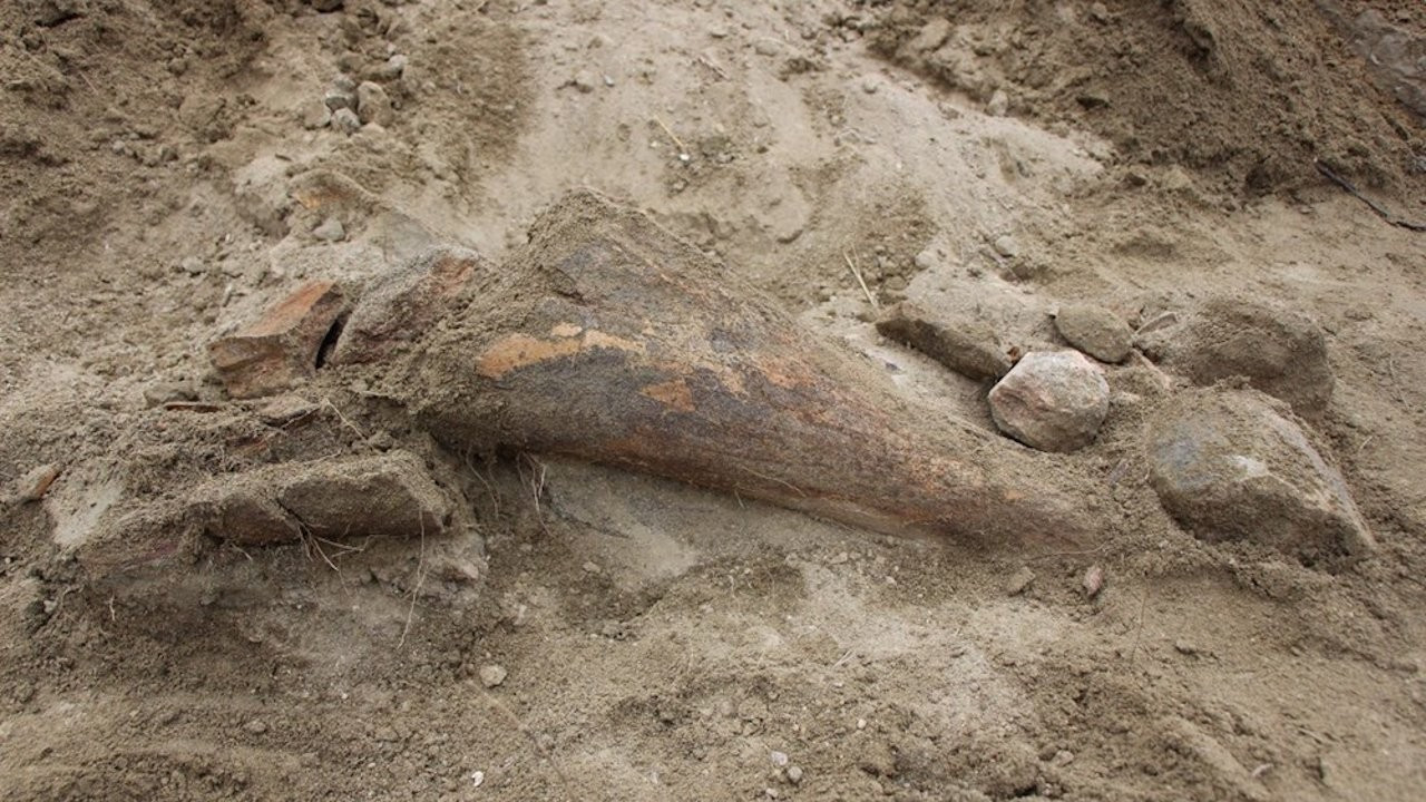 Amasya'da köylüler şaşkın: Mamut fosili olabilir