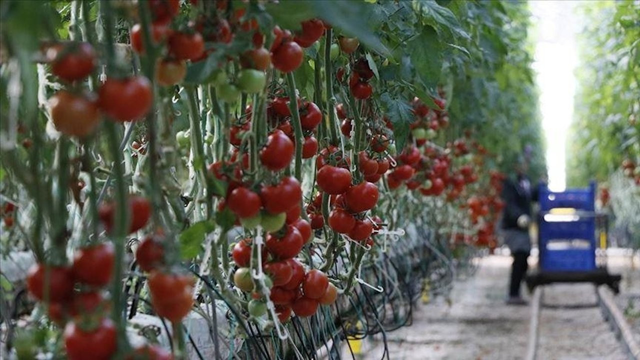 Rusya domates kotasını 50 bin ton artırdı