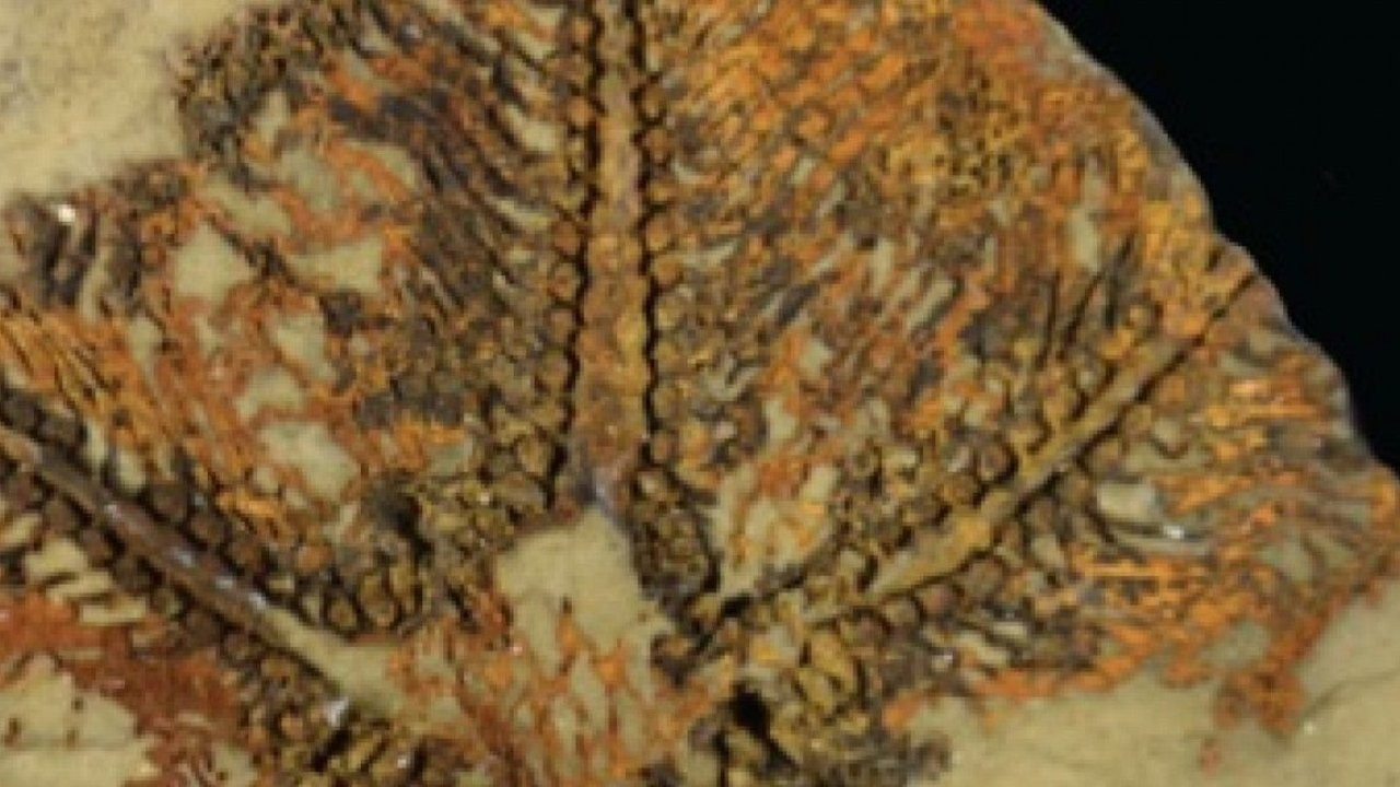 Dünyanın en eski denizyıldızı bulundu