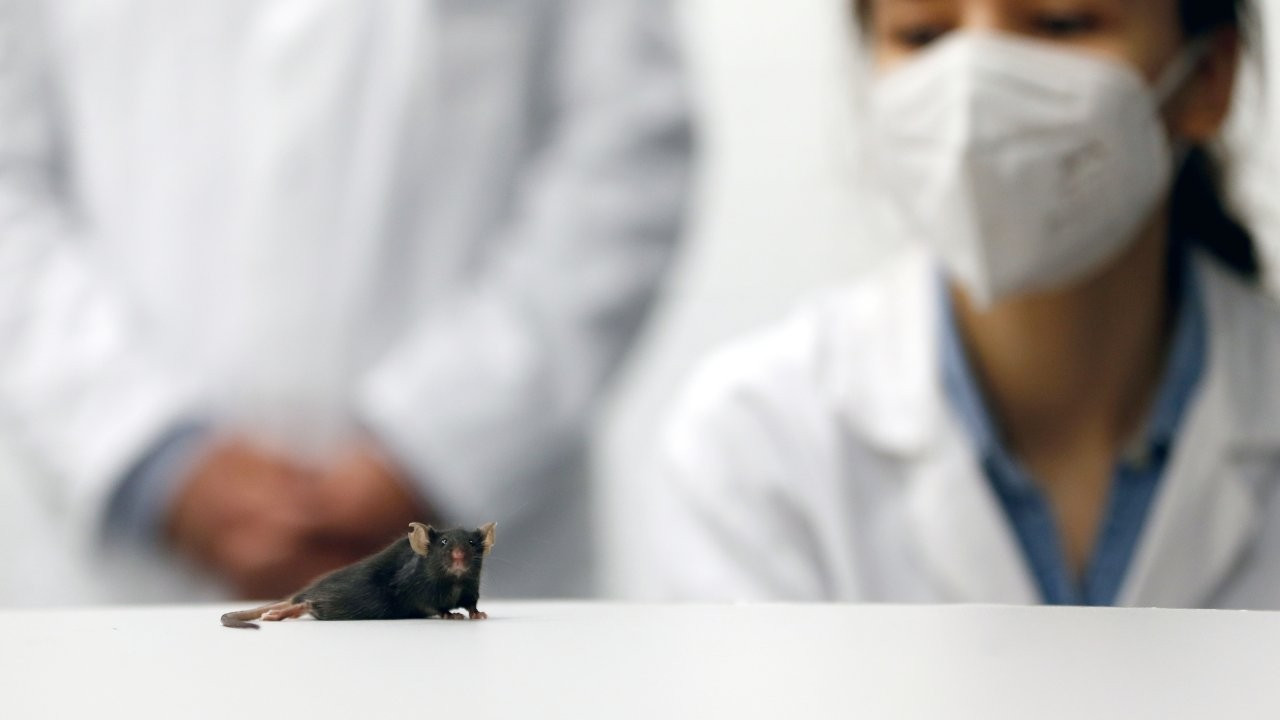 Almanya'da bilim insanları felçli fareyi yeniden yürüttü