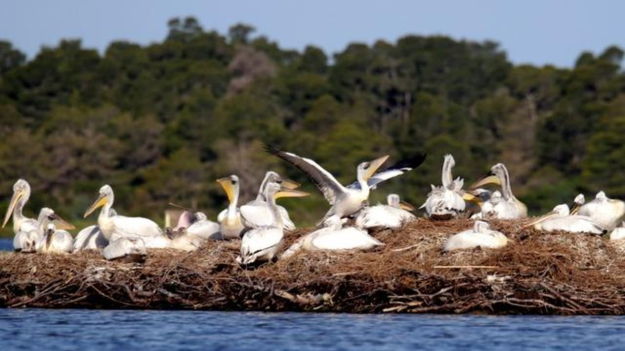 Senegal'de 700'den fazla yavru pelikan ölü bulundu