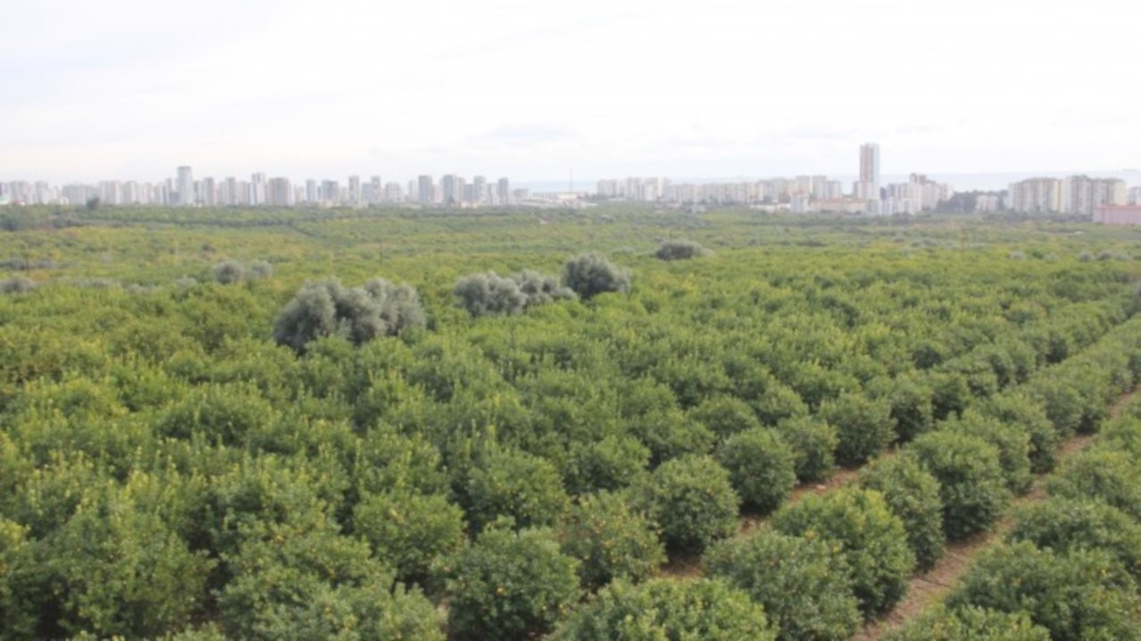 60 bin narenciye ağacı sanayi sitesi için kesilecek