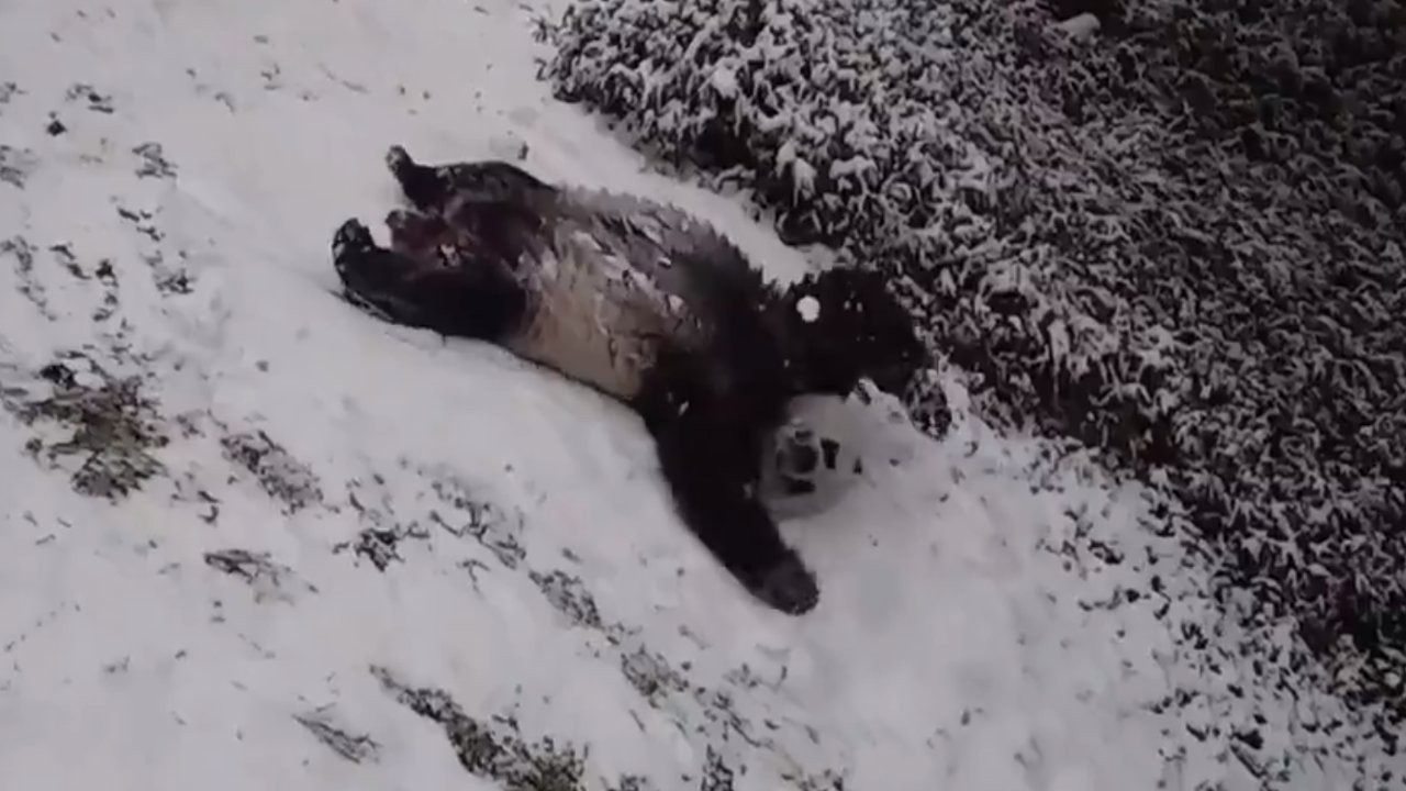 Pandaların kar keyfi viral oldu: Sırt üstü kayıp takla attılar