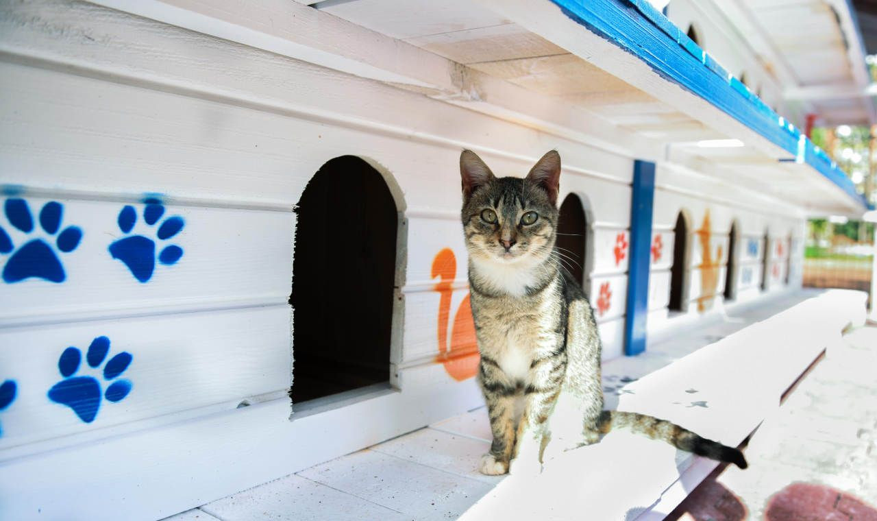 Antalya'da kediler için 3 katlı 64 odalı apartman - Sayfa 4