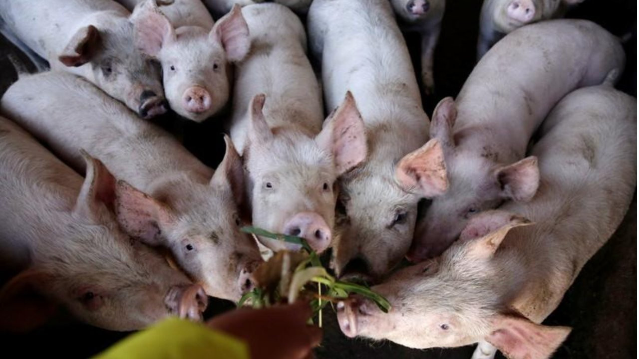 Araştırma: Korona virüsünün önünü Afrika domuz vebası açmış olabilir
