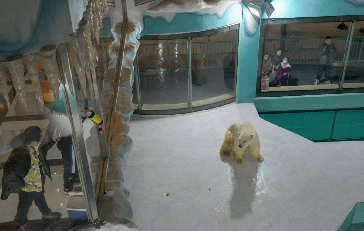 'Dünyanın ilk kutup ayısı oteli' eleştirilere rağmen açıldı - Sayfa 2