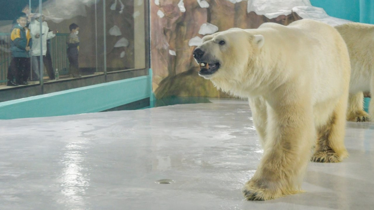 'Dünyanın ilk kutup ayısı oteli' eleştirilere rağmen açıldı