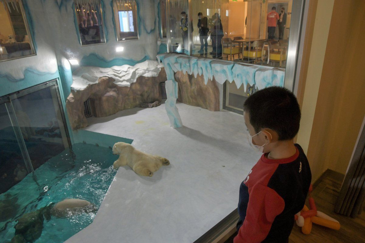 'Dünyanın ilk kutup ayısı oteli' eleştirilere rağmen açıldı - Sayfa 4