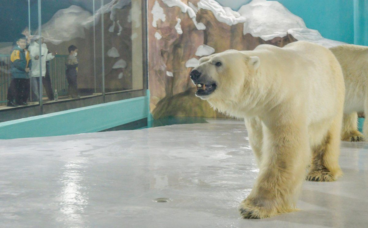 'Dünyanın ilk kutup ayısı oteli' eleştirilere rağmen açıldı - Sayfa 3