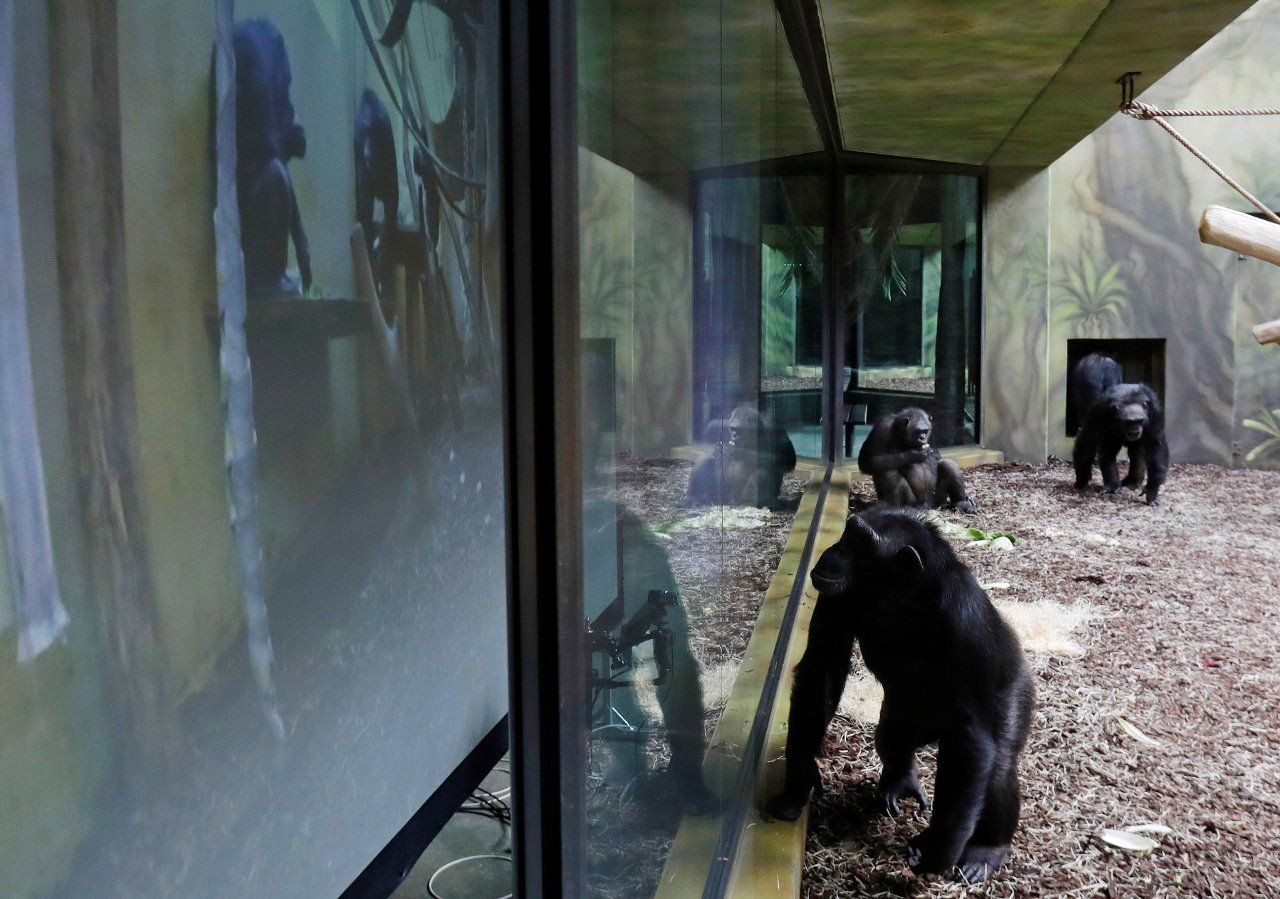 Pandemi depresyonuna karşı şempanzeler arası Zoom buluşmaları - Sayfa 1