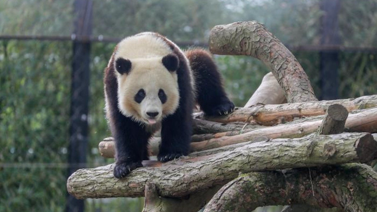 Belçika'da pandanın saldırdığı bakıcı ağır yaralandı