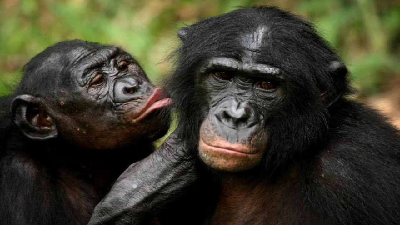İnsanlar, maymunlardan daha büyük beyinleri nasıl geliştirdi?