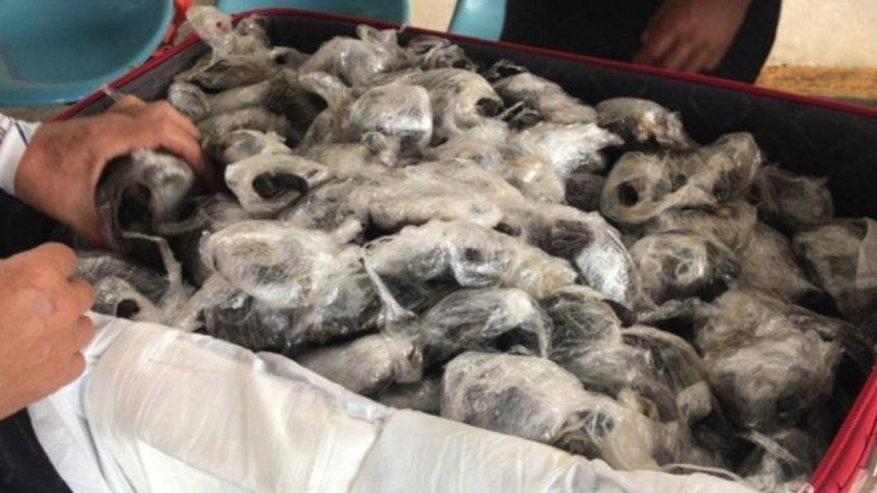 Ekvador'da valizin içinde plastiğe sarılı 185 yavru kaplumbağa bulundu