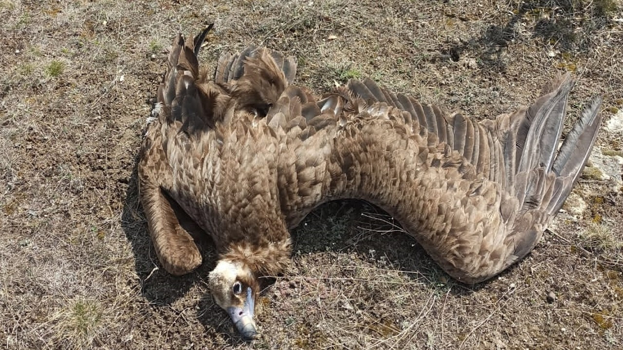 Koruma altındaki 7 kara akbaba zehirli etle öldürüldü