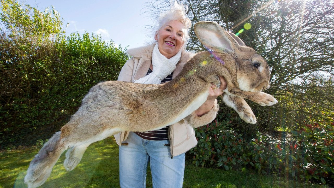 Dünyanın en büyük tavşanı çalındı, sahibi 1000 sterlin ödül koydu