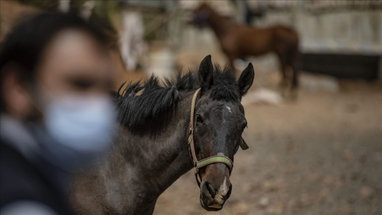 'Dörtyol’a 100 at gönderildi, 10 at ilk günlerde stresten öldü'