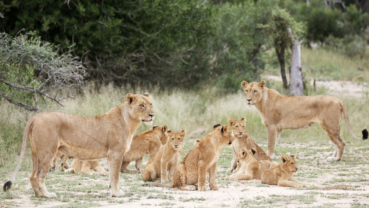 Hindistan'da sekiz aslanın korona virüsü testi pozitif çıktı