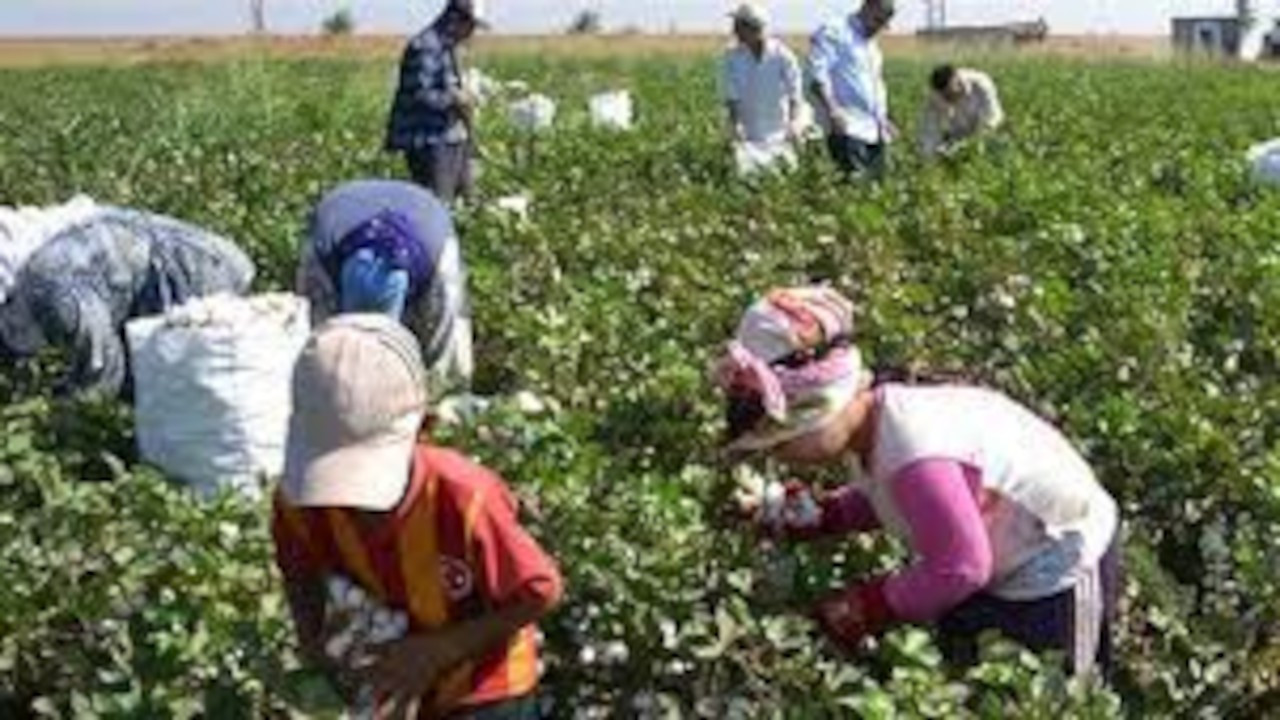 CAOBISCO ve ILO çocuk işçiliği ile mücadele iş birliğini genişletiyor
