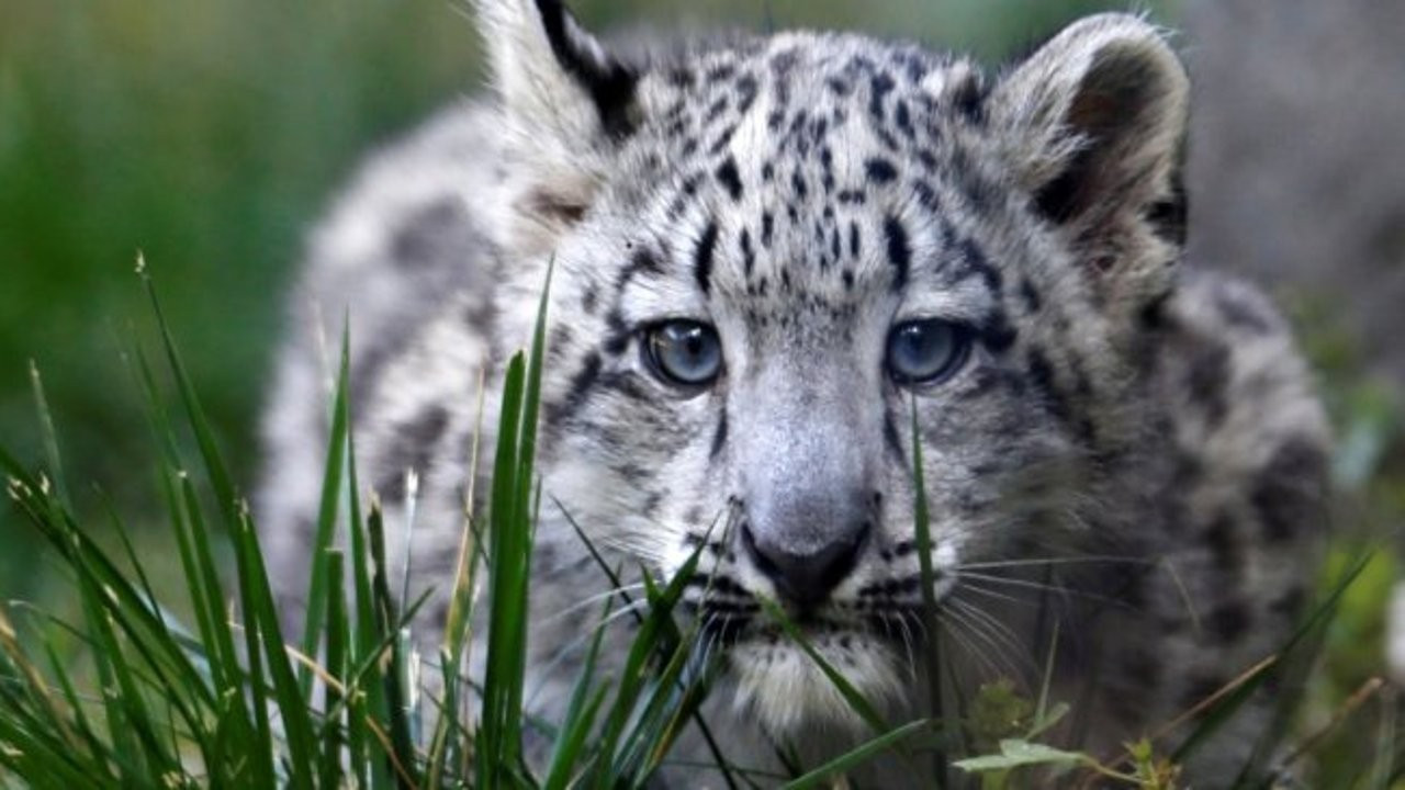 Çin'de leoparların firarını gizleyen safari parkına öfke