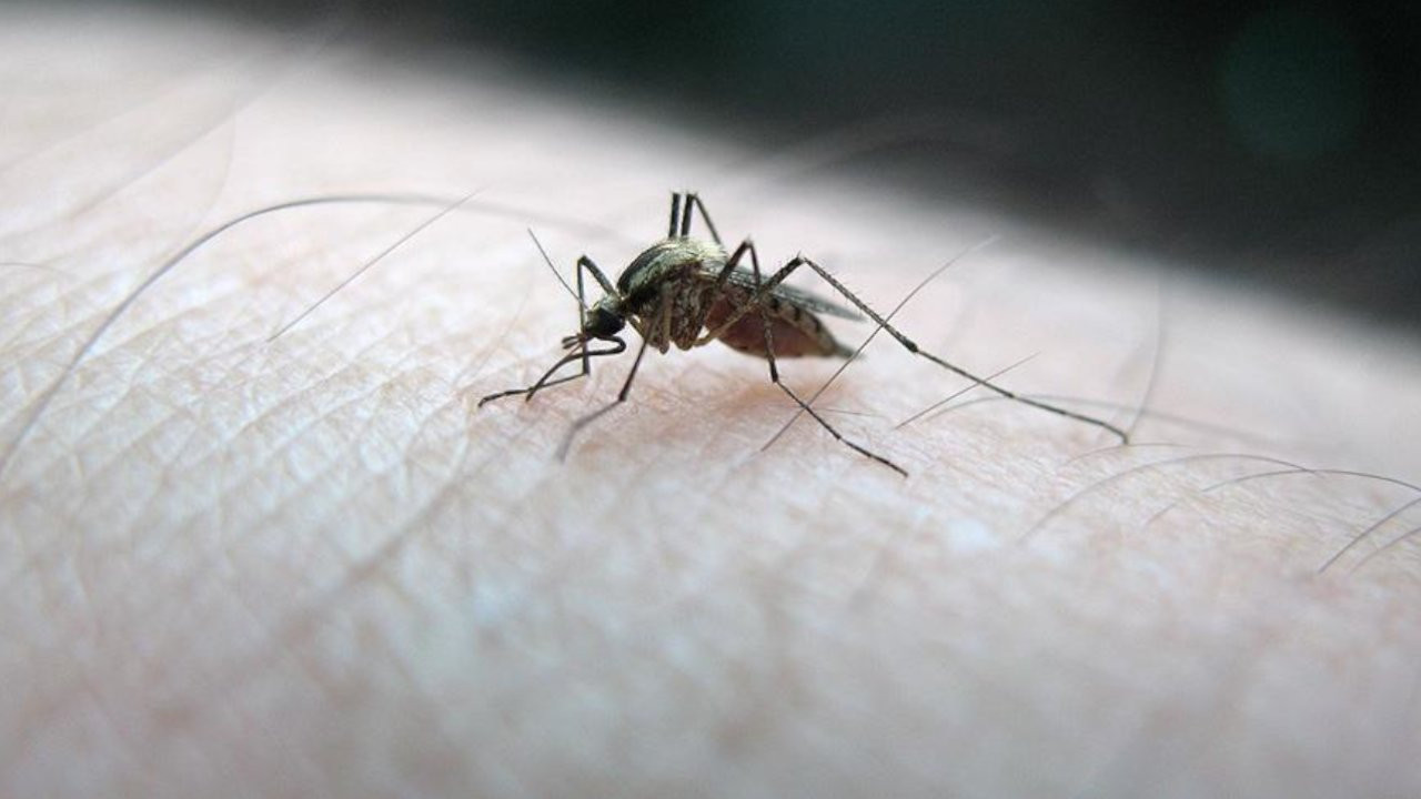 Gaziantep'te sivrisinek tepkisi: Perişan olduk