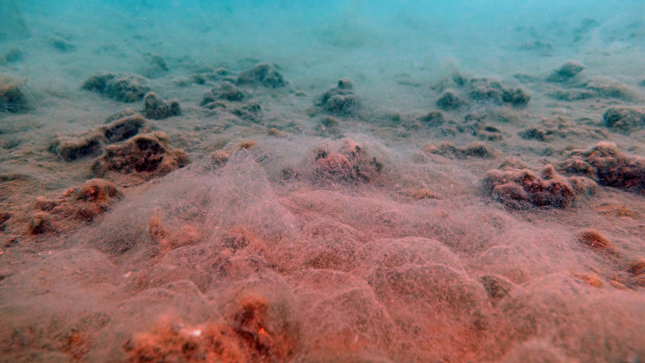 Marmara'da korkulan oluyor: Mercan yatakları ölmeye başladı